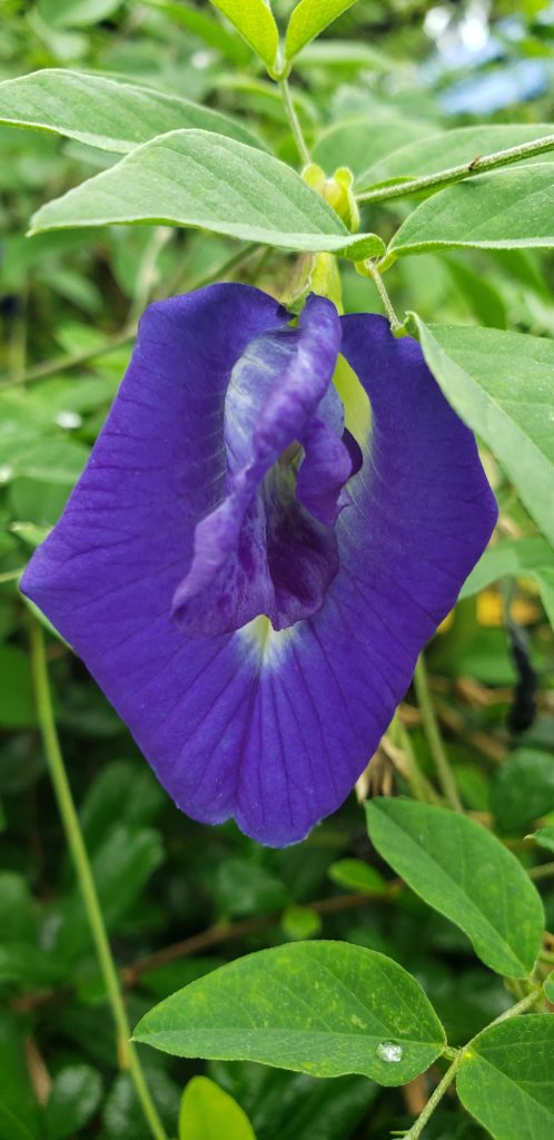 Butterfly blue pea flower growing at Wonderland Healing Center, Koh Pha Ngan