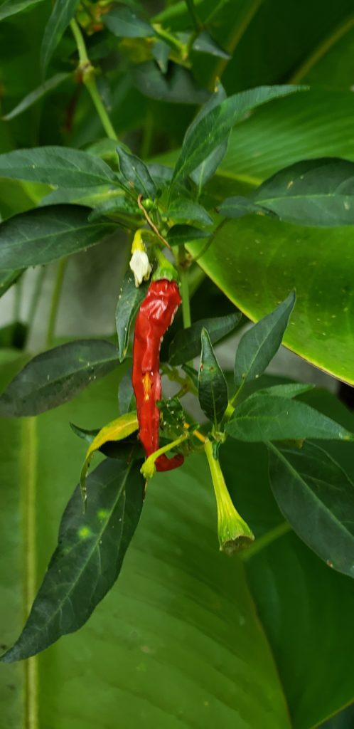 Chili pepper growing at Wonderland Healing Center