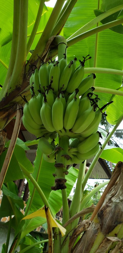 Banana tree growing in Wonderland Healing Center